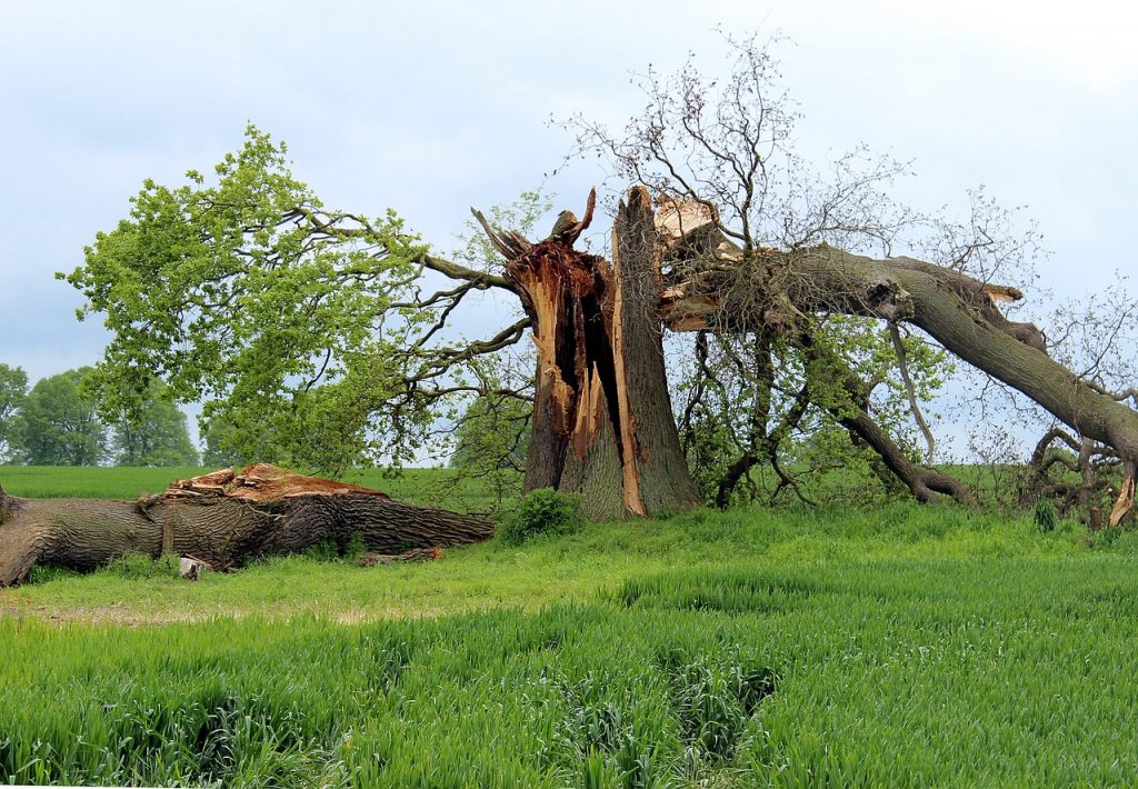 homeowner-s-insurance-and-post-storm-tree-cleanup-tree-surgeons